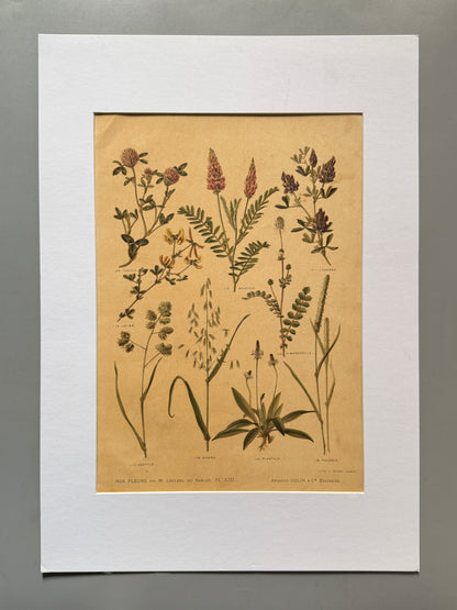 Cromolitografía botánica - Nos fleurs, ca. 1900