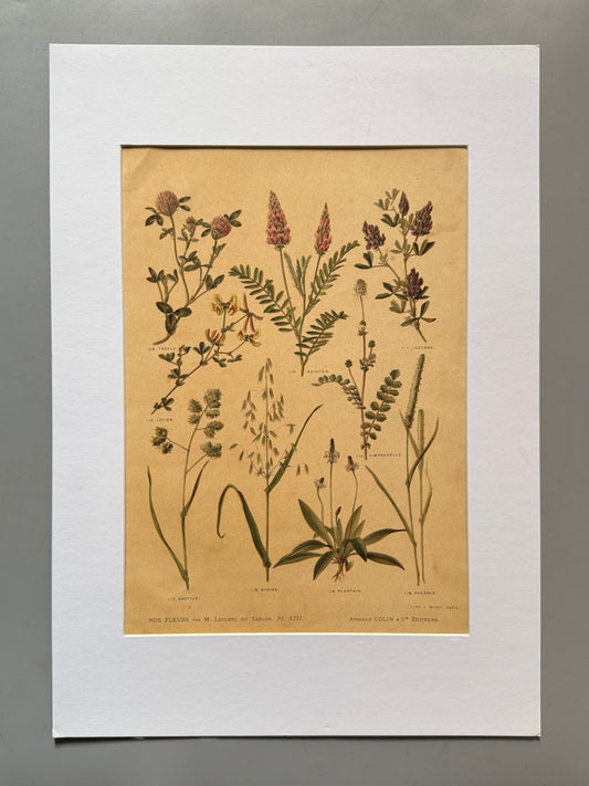Cromolitografía botánica - Nos fleurs, ca. 1900