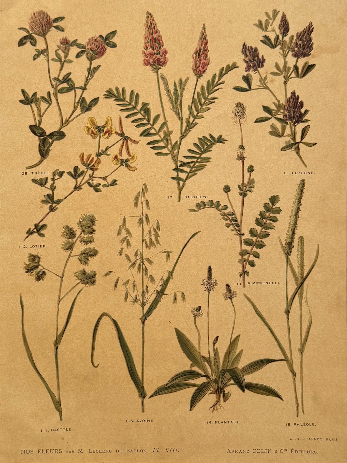 Cromolitografía botánica - Nos fleurs, ca. 1900