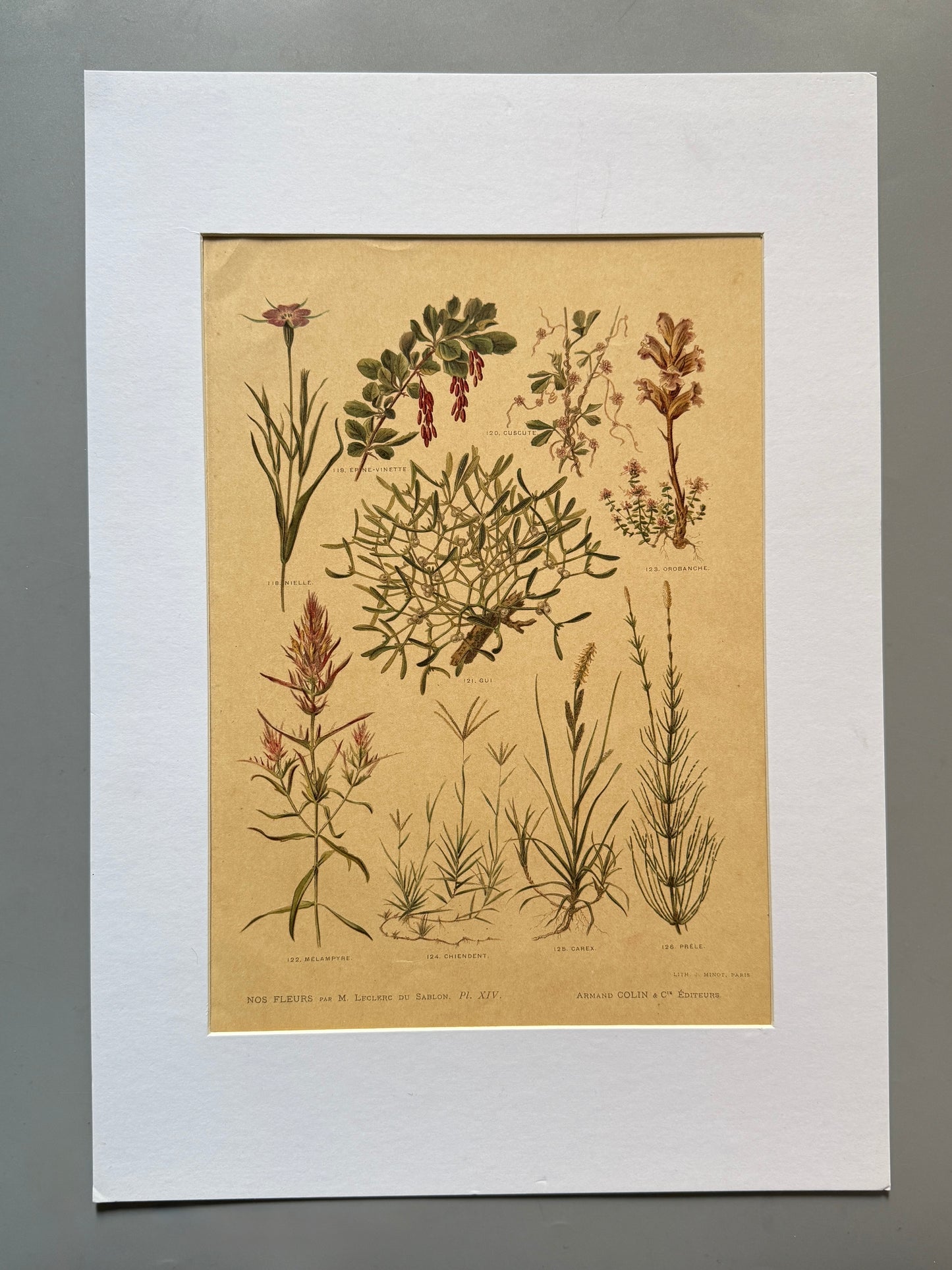 Cromolitografía botánica - Nos fleurs, ca. 1900