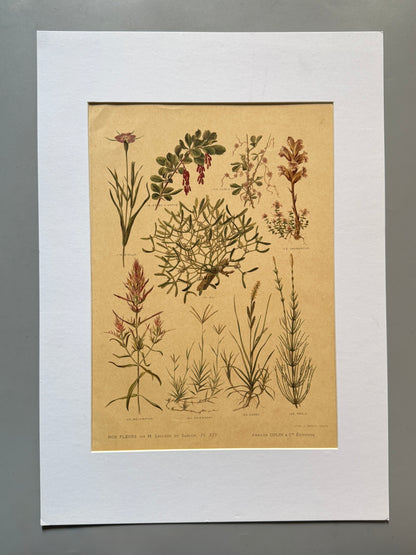 Cromolitografía botánica - Nos fleurs, ca. 1900