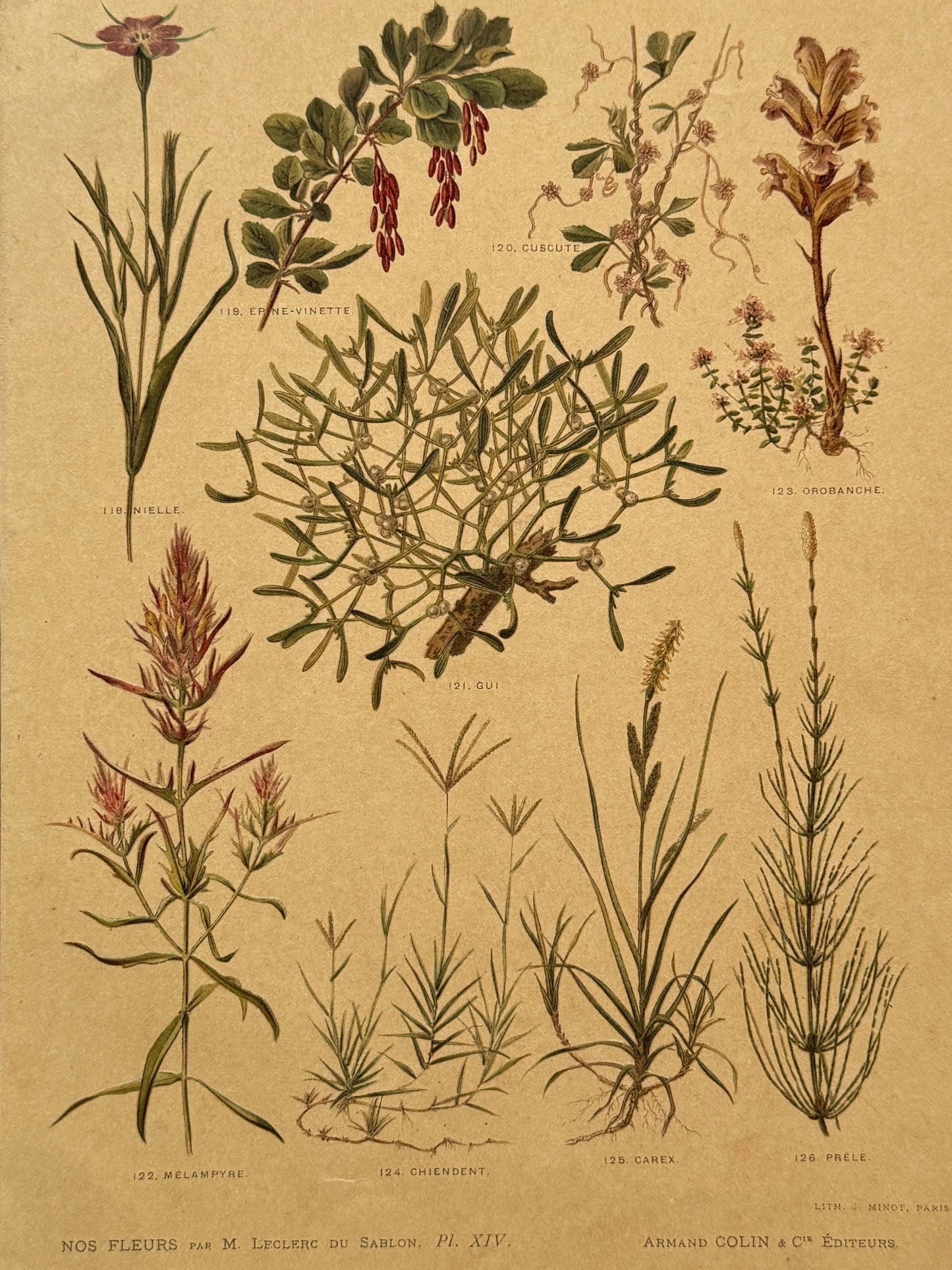 Cromolitografía botánica - Nos fleurs, ca. 1900