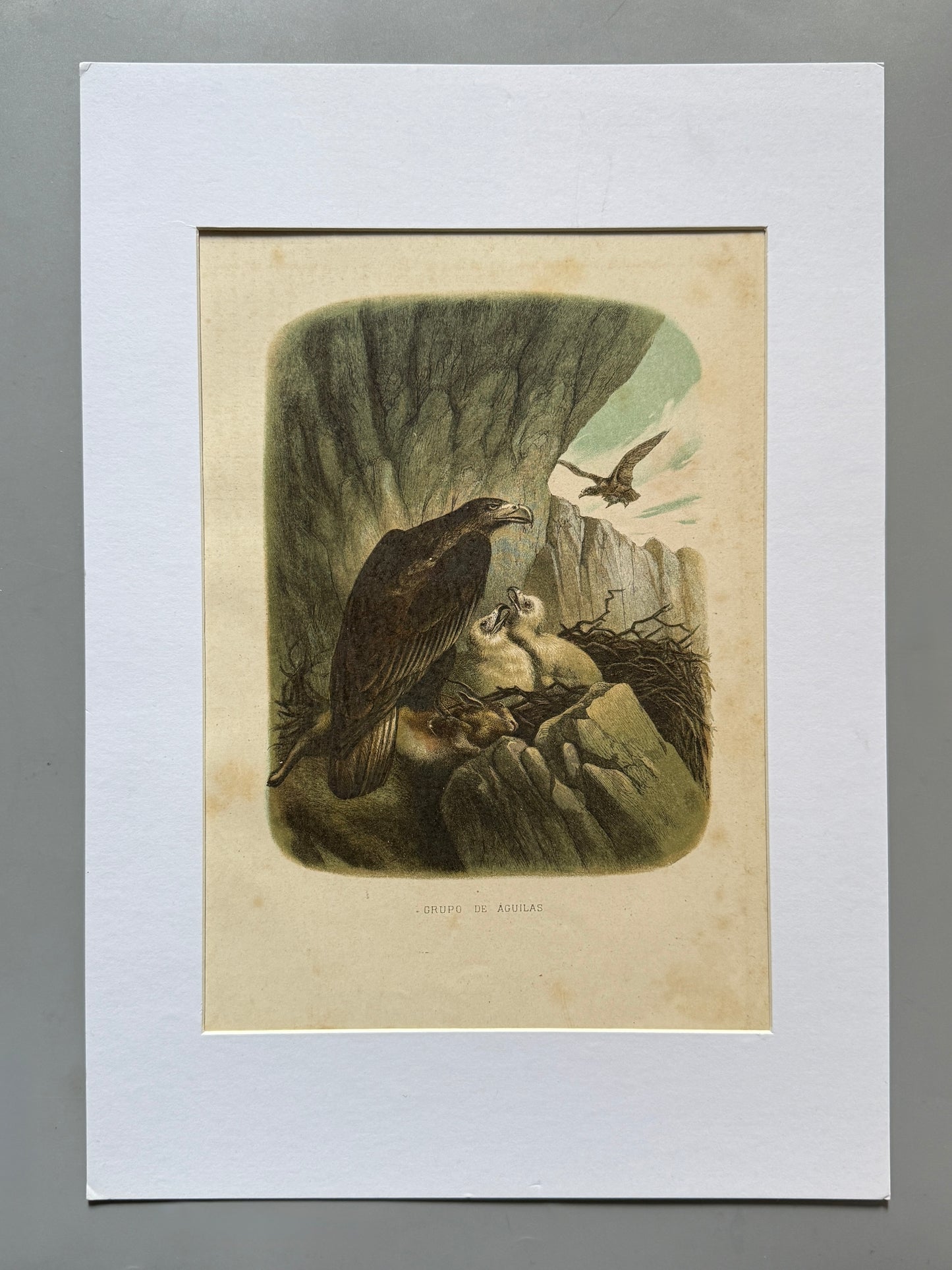 Cromolitografía zoología, águilas - Historia Natural, Montaner y Simón 1876