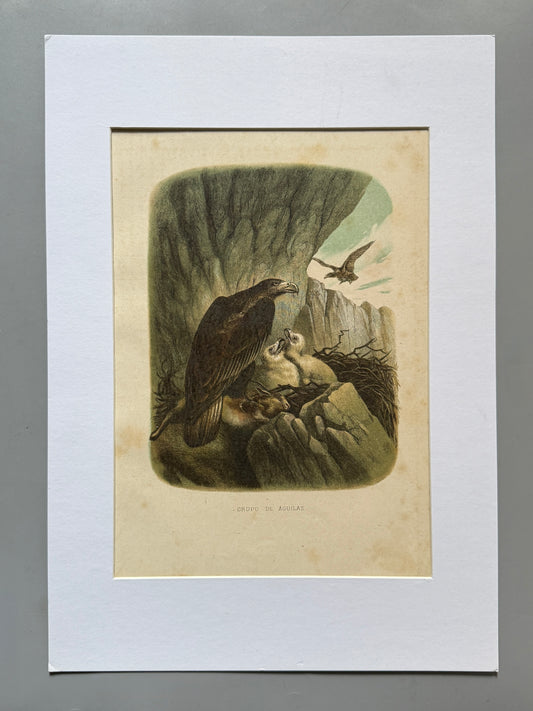 Cromolitografía zoología, águilas - Historia Natural, Montaner y Simón 1876