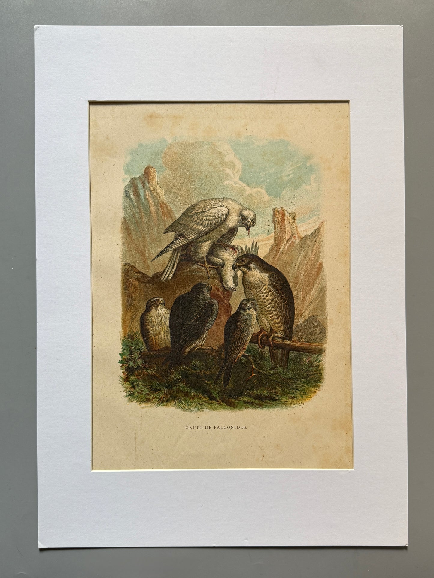 Cromolitografía zoología, halcones - Historia Natural, Montaner y Simón 1876