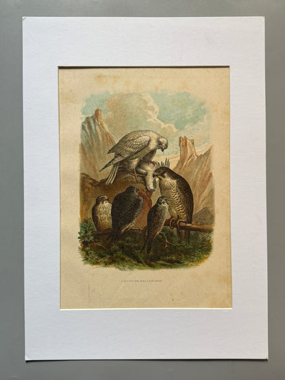 Cromolitografía zoología, halcones - Historia Natural, Montaner y Simón 1876