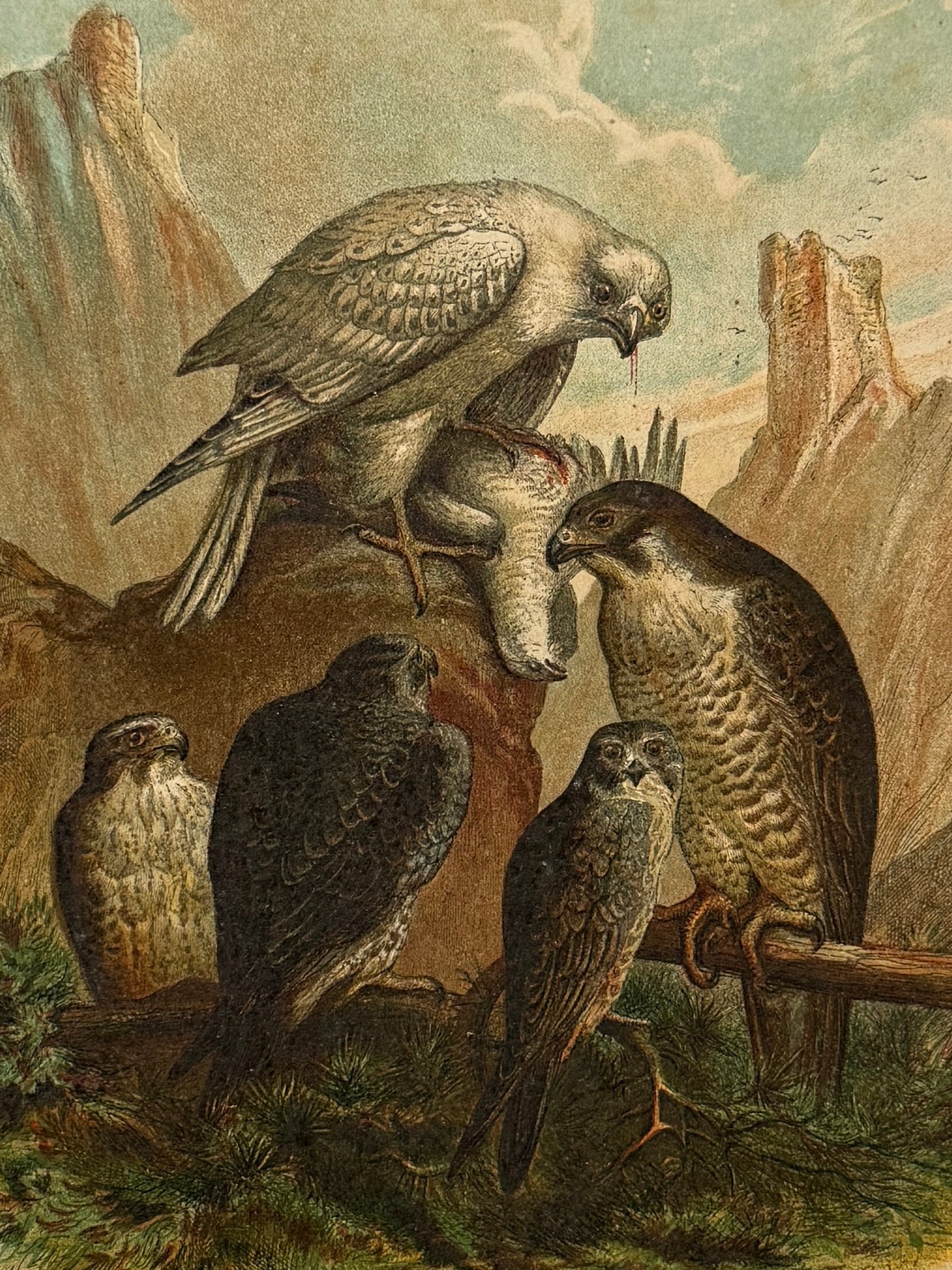 Cromolitografía zoología, halcones - Historia Natural, Montaner y Simón 1876