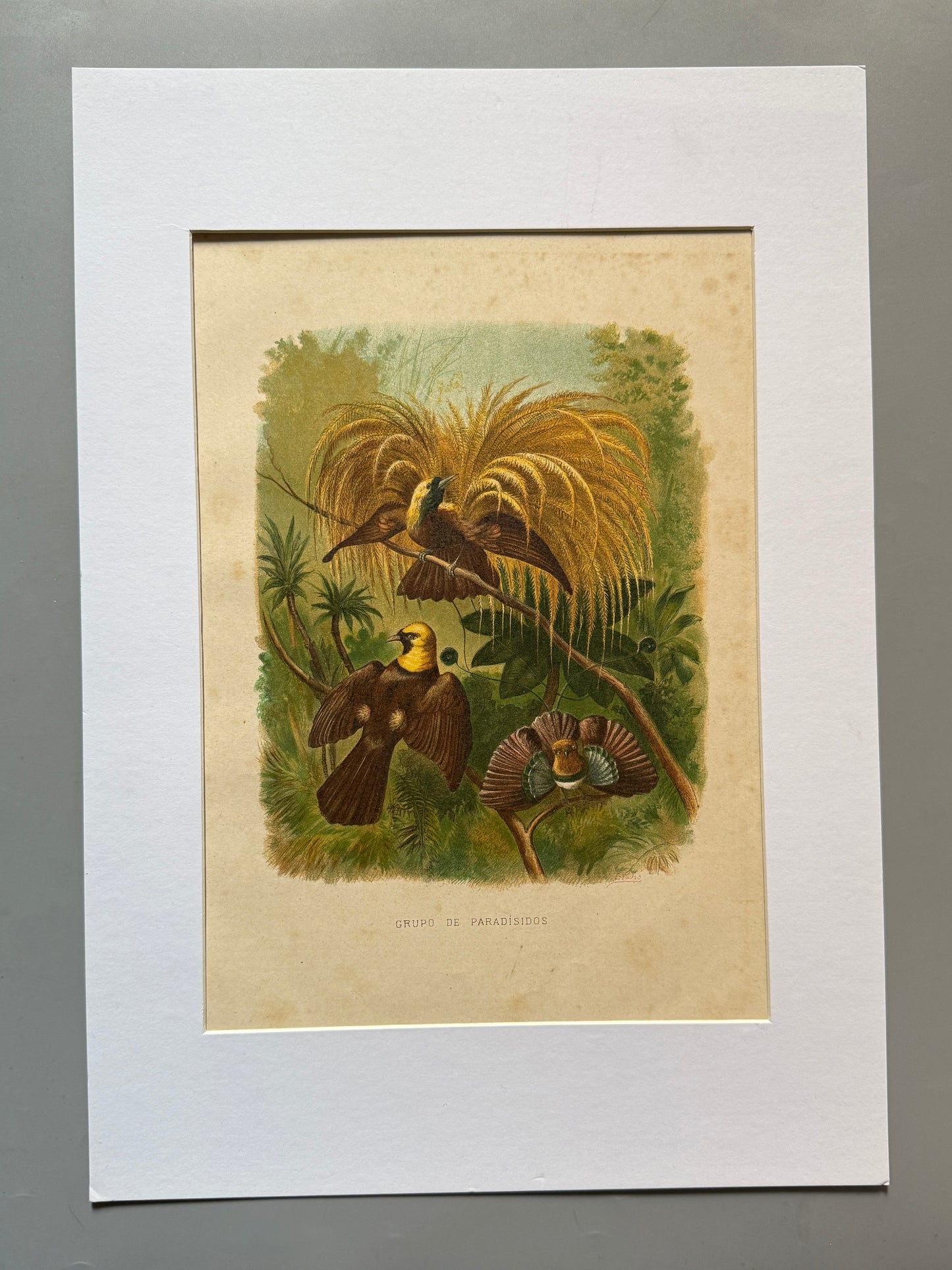 Cromolitografía zoología, aves del paraíso - Historia Natural, Montaner y Simón 1876