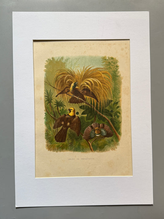 Cromolitografía zoología, aves del paraíso - Historia Natural, Montaner y Simón 1876