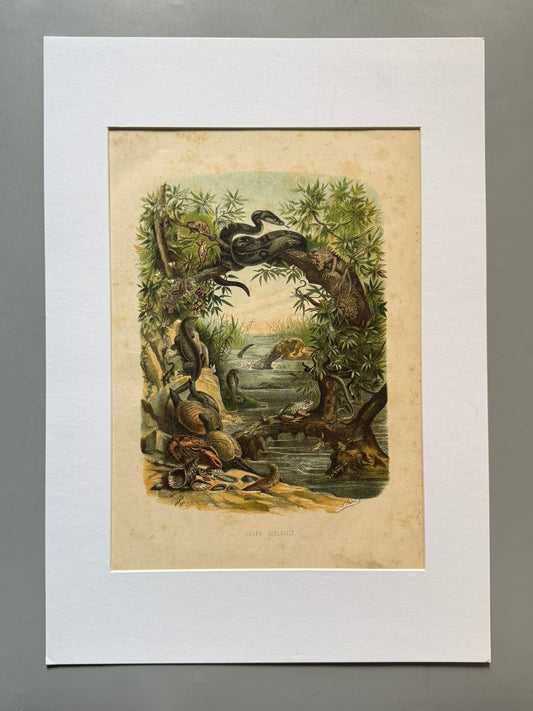 Cromolitografía zoología, reptiles - Historia Natural, Montaner y Simón 1876
