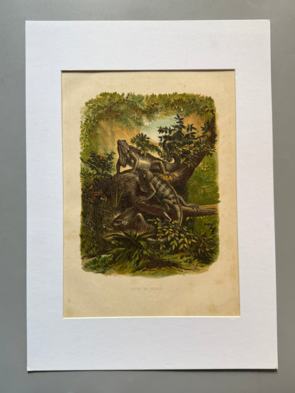 Cromolitografía zoología, iguanas - Historia Natural, Montaner y Simón 1876
