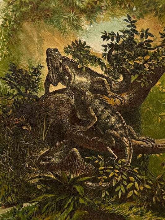 Cromolitografía zoología, iguanas - Historia Natural, Montaner y Simón 1876