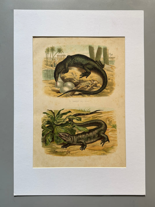 Cromolitografía zoología, lagartos - Historia Natural, Montaner y Simón 1876