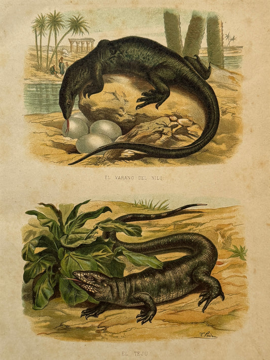 Cromolitografía zoología, lagartos - Historia Natural, Montaner y Simón 1876