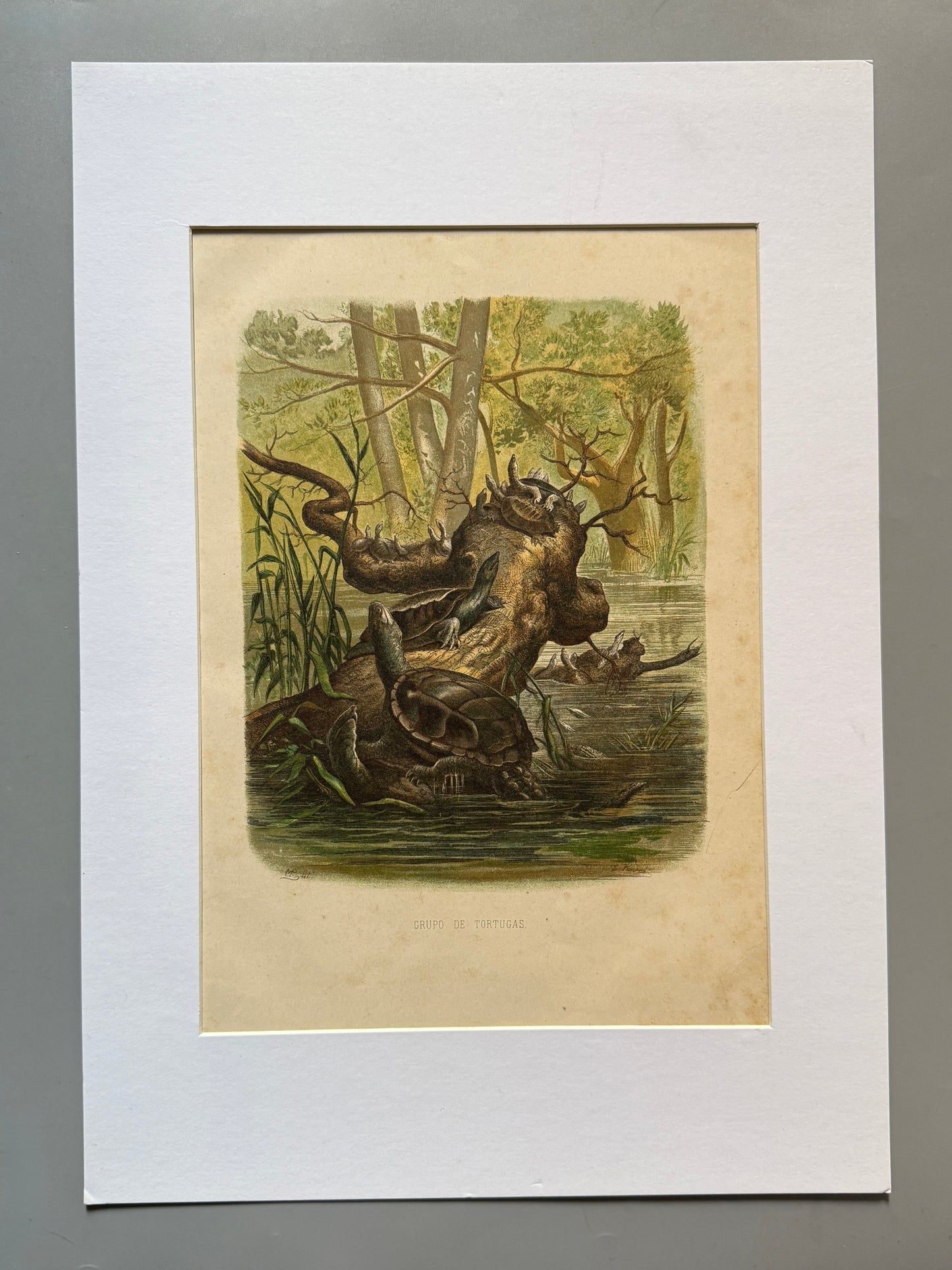 Cromolitografía zoología, tortugas - Historia Natural, Montaner y Simón 1876