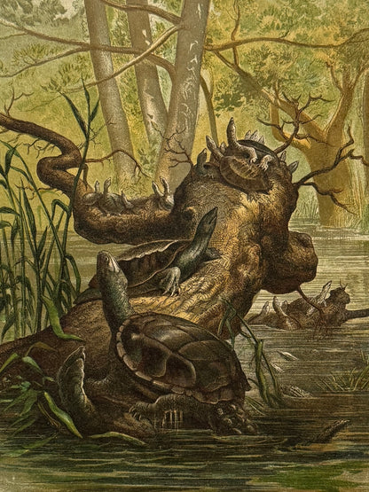 Cromolitografía zoología, tortugas - Historia Natural, Montaner y Simón 1876