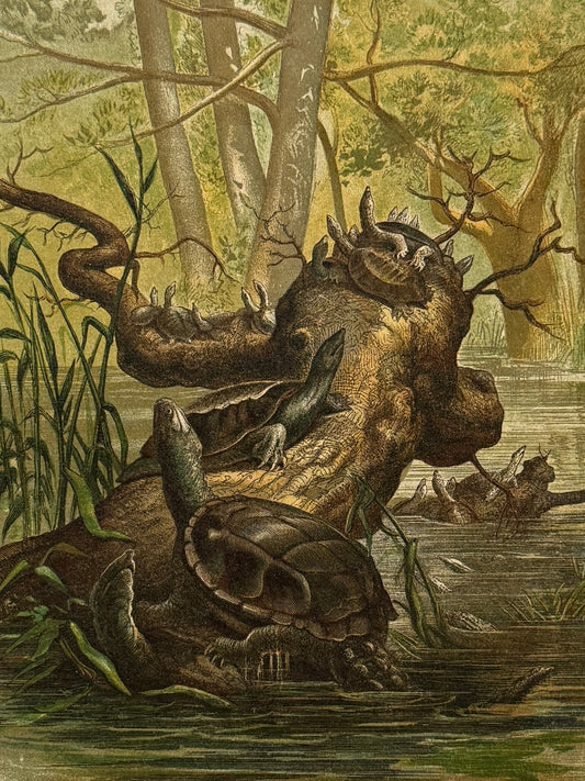 Cromolitografía zoología, tortugas - Historia Natural, Montaner y Simón 1876