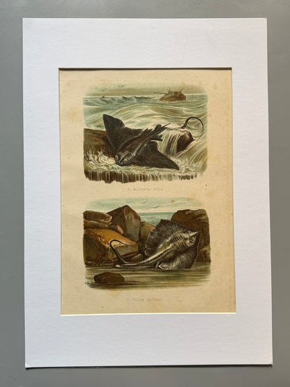 Cromolitografía zoología, peces - Historia Natural, Montaner y Simón 1876