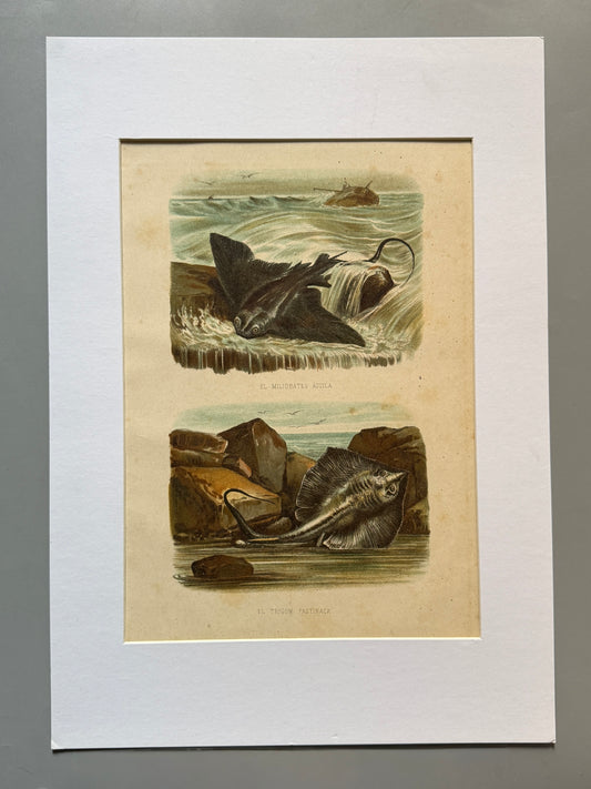 Cromolitografía zoología, peces - Historia Natural, Montaner y Simón 1876