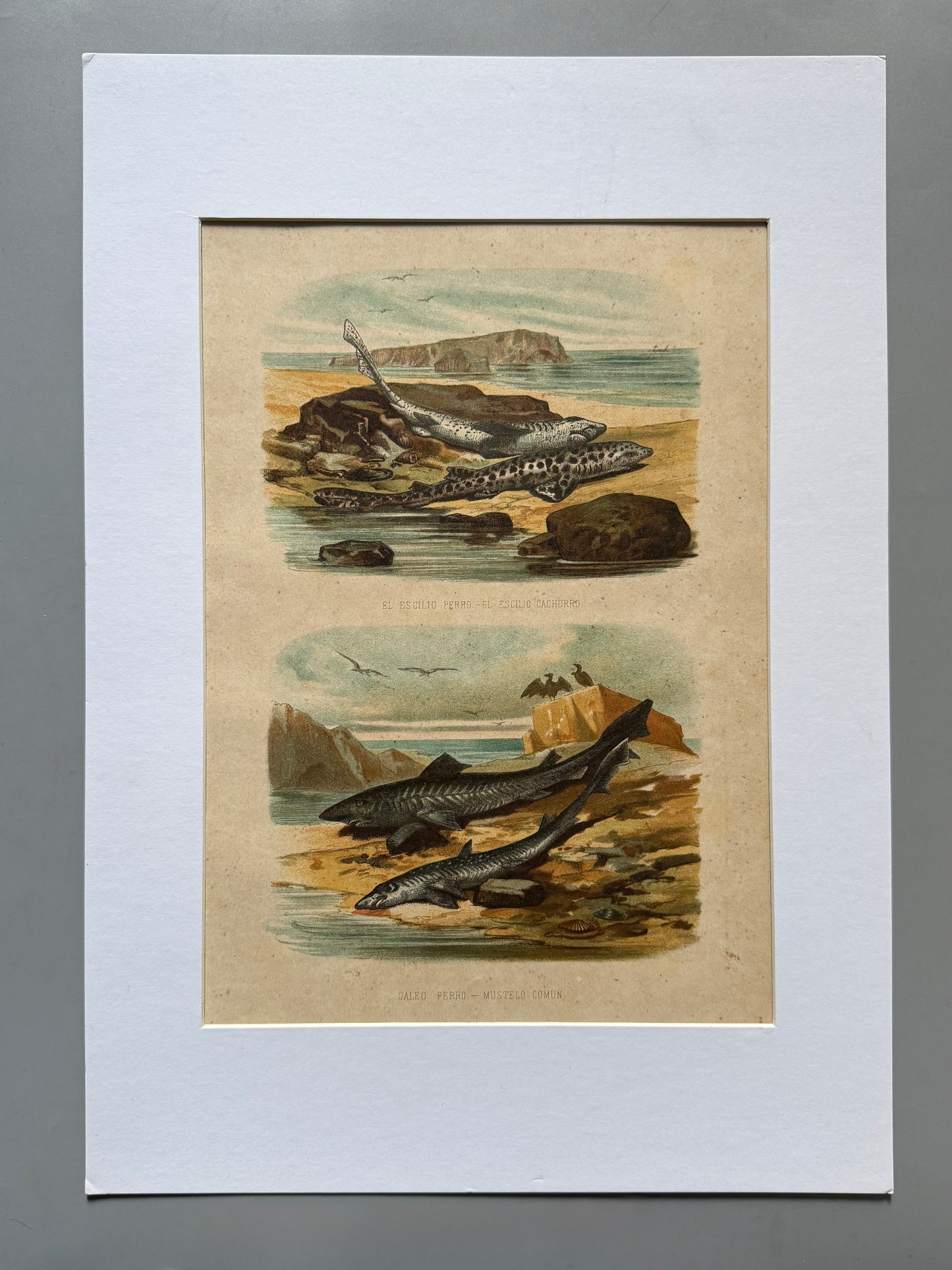 Cromolitografía zoología, peces - Historia Natural, Montaner y Simón 1876