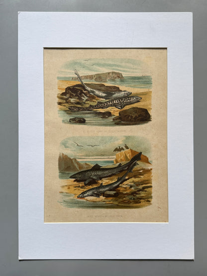 Cromolitografía zoología, peces - Historia Natural, Montaner y Simón 1876