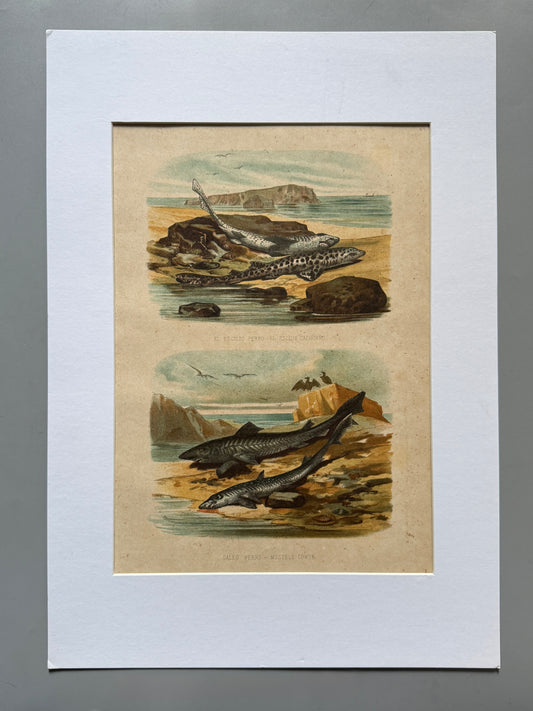Cromolitografía zoología, peces - Historia Natural, Montaner y Simón 1876