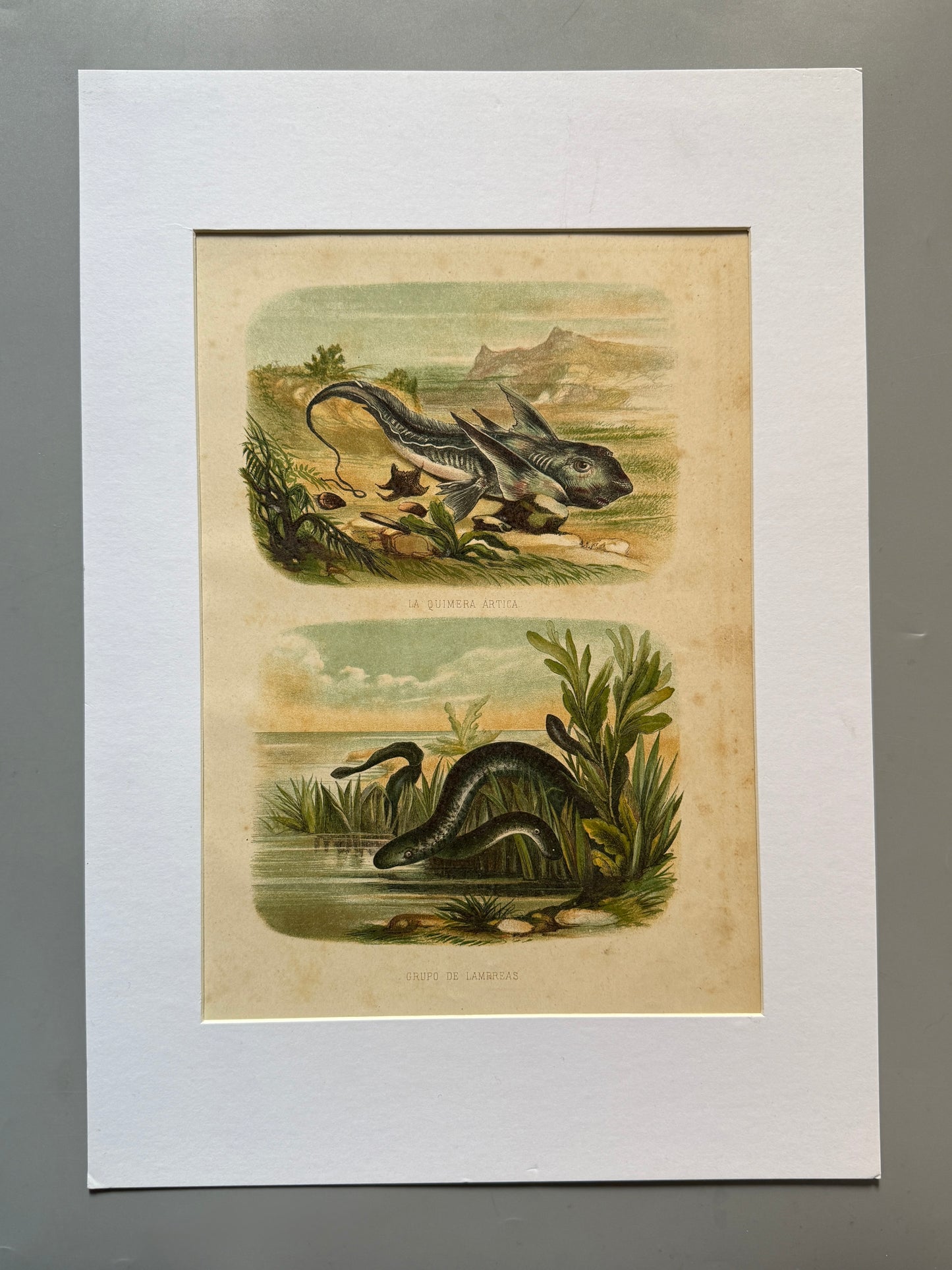 Cromolitografía zoología, peces - Historia Natural, Montaner y Simón 1876