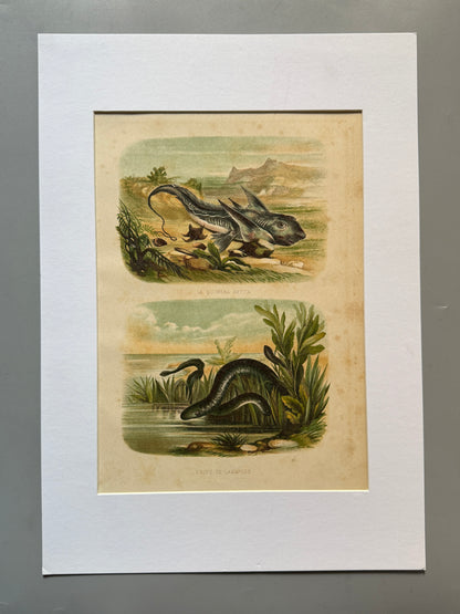 Cromolitografía zoología, peces - Historia Natural, Montaner y Simón 1876