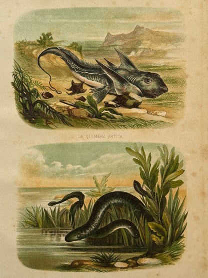 Cromolitografía zoología, peces - Historia Natural, Montaner y Simón 1876