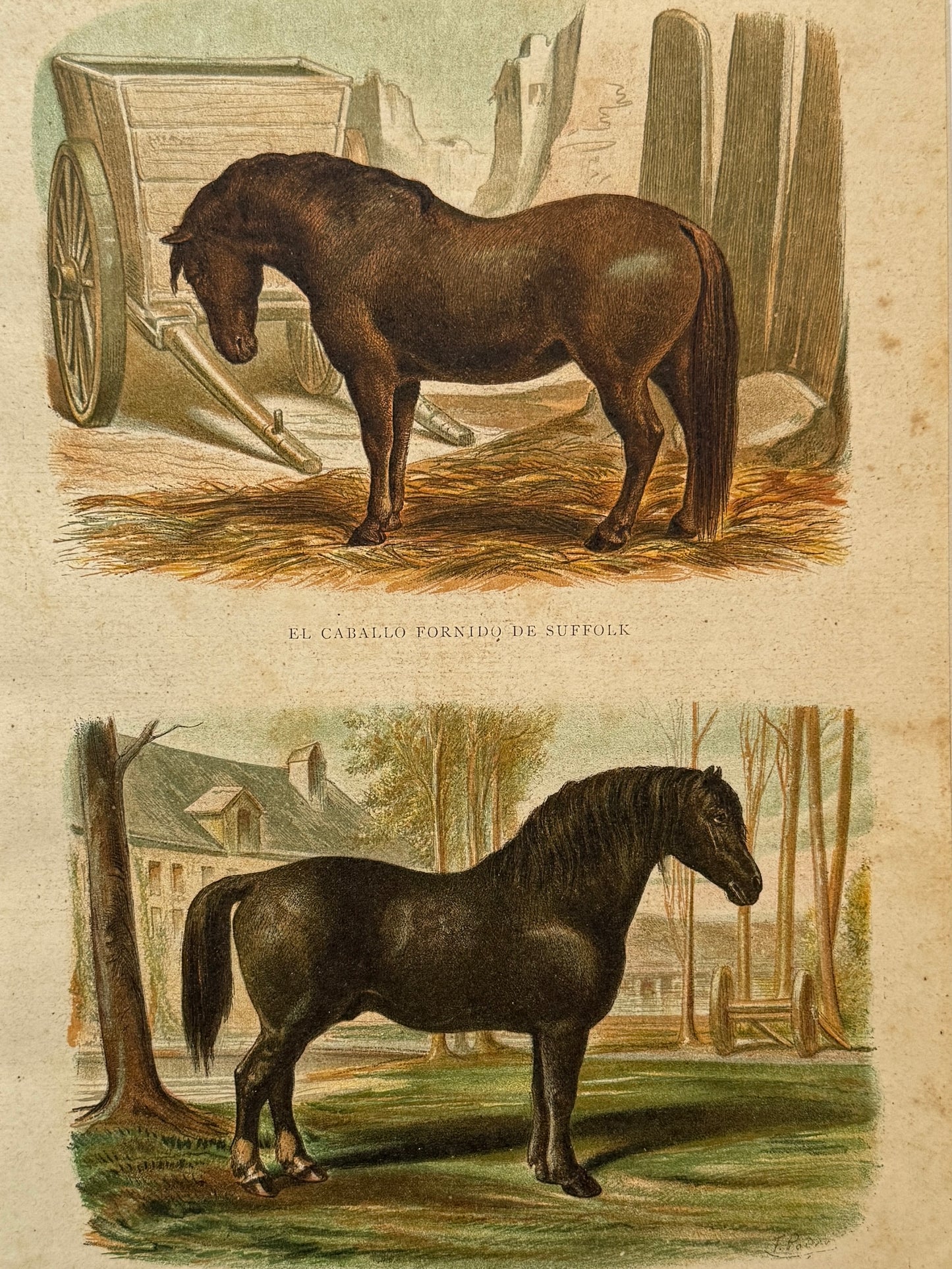 Cromolitografía zoología, caballos - Historia Natural, Montaner y Simón 1876
