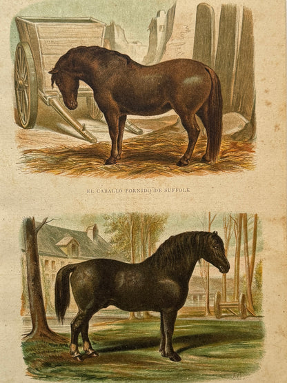 Cromolitografía zoología, caballos - Historia Natural, Montaner y Simón 1876