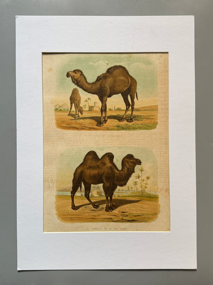 Cromolitografía zoología, camellos - Historia Natural, Montaner y Simón 1876