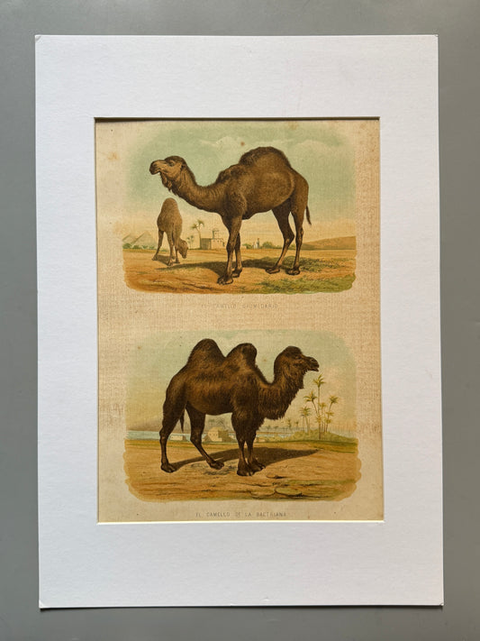 Cromolitografía zoología, camellos - Historia Natural, Montaner y Simón 1876