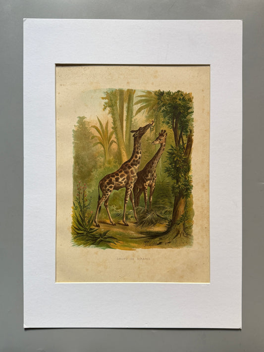 Cromolitografía zoología, jirafas - Historia Natural, Montaner y Simón 1876