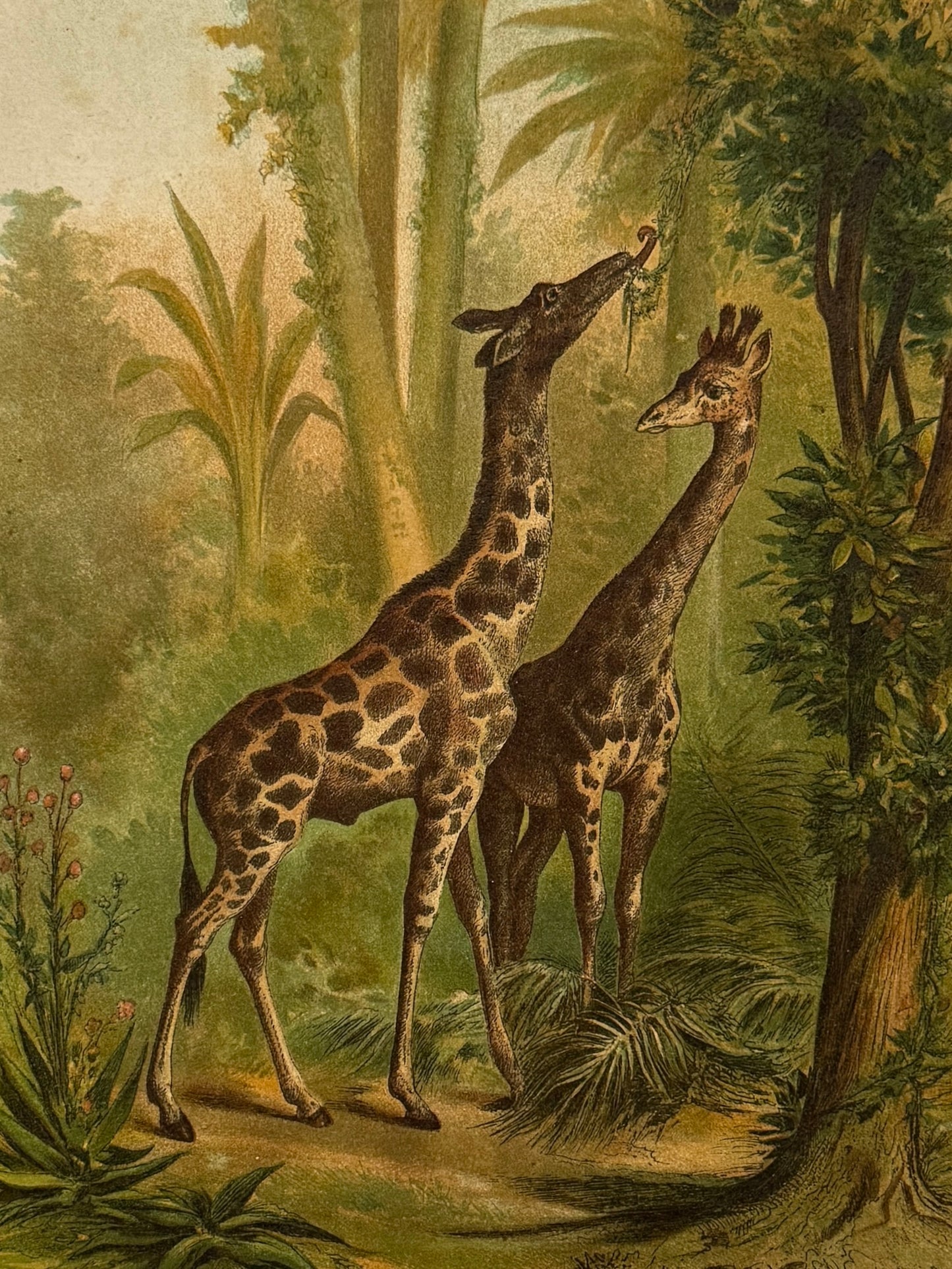 Cromolitografía zoología, jirafas - Historia Natural, Montaner y Simón 1876