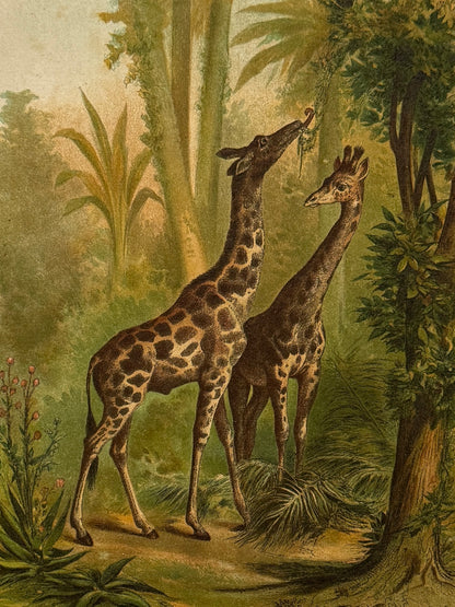 Cromolitografía zoología, jirafas - Historia Natural, Montaner y Simón 1876