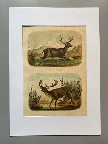 Cromolitografía zoología, cérvidos- Historia Natural, Montaner y Simón 1876