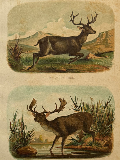 Cromolitografía zoología, cérvidos- Historia Natural, Montaner y Simón 1876