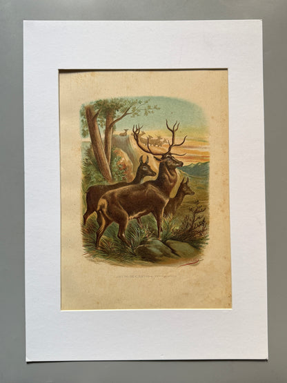 Cromolitografía zoología, ciervos - Historia Natural, Montaner y Simón 1876
