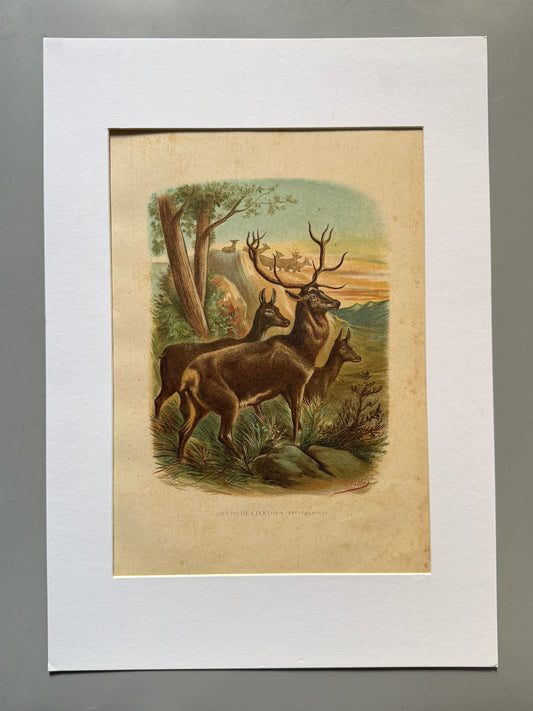 Cromolitografía zoología, ciervos - Historia Natural, Montaner y Simón 1876