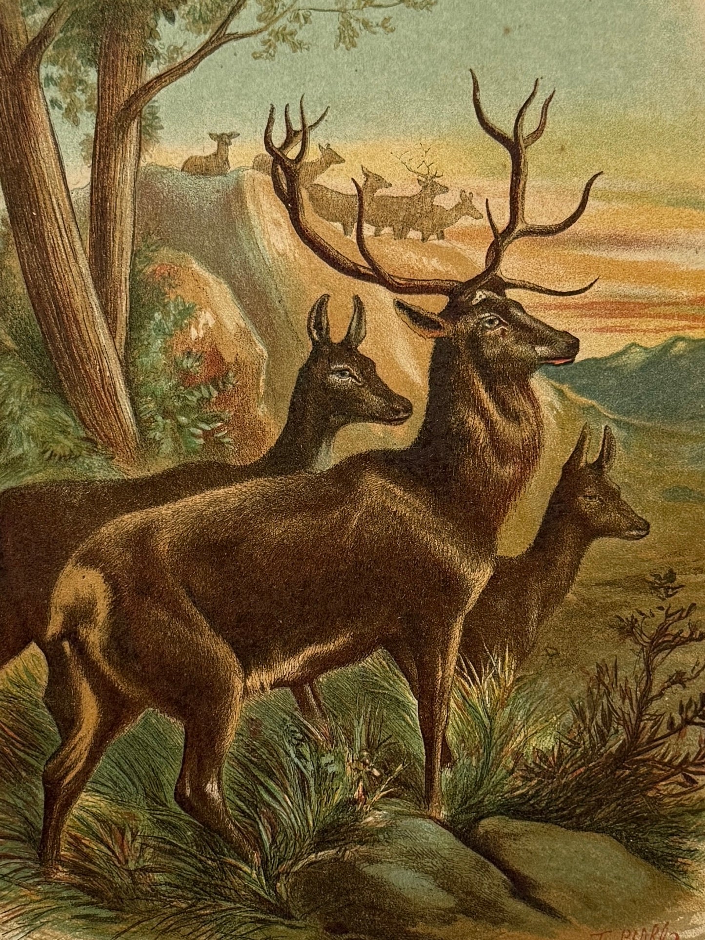 Cromolitografía zoología, ciervos - Historia Natural, Montaner y Simón 1876