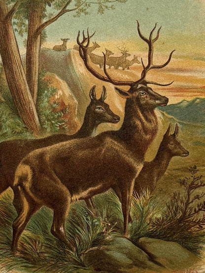 Cromolitografía zoología, ciervos - Historia Natural, Montaner y Simón 1876