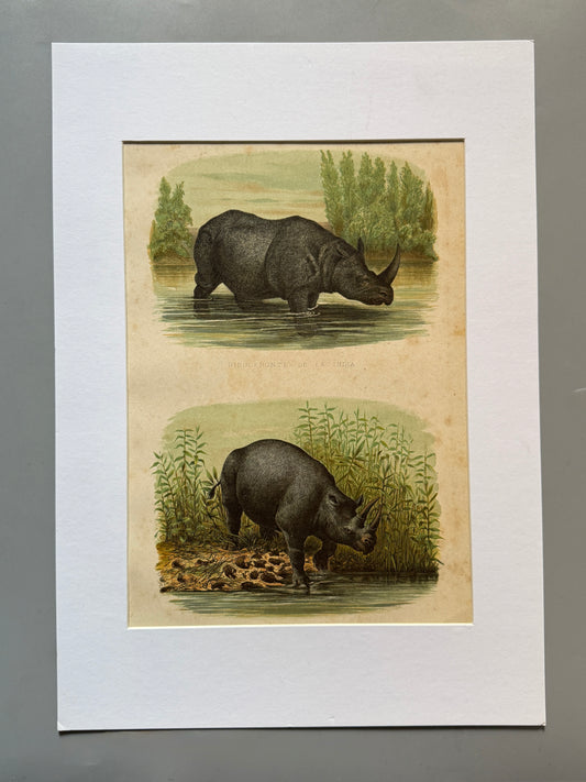 Cromolitografía zoología, rinoceronte - Historia Natural, Montaner y Simón 1876