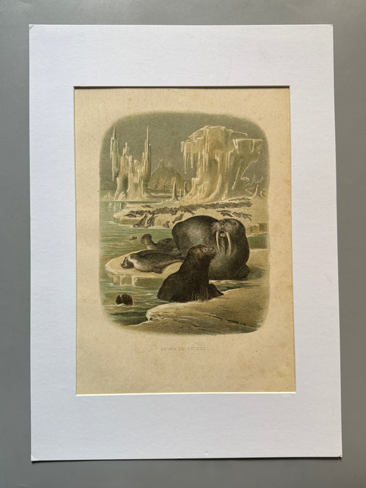 Cromolitografía zoología, focas - Historia Natural, Montaner y Simón 1876