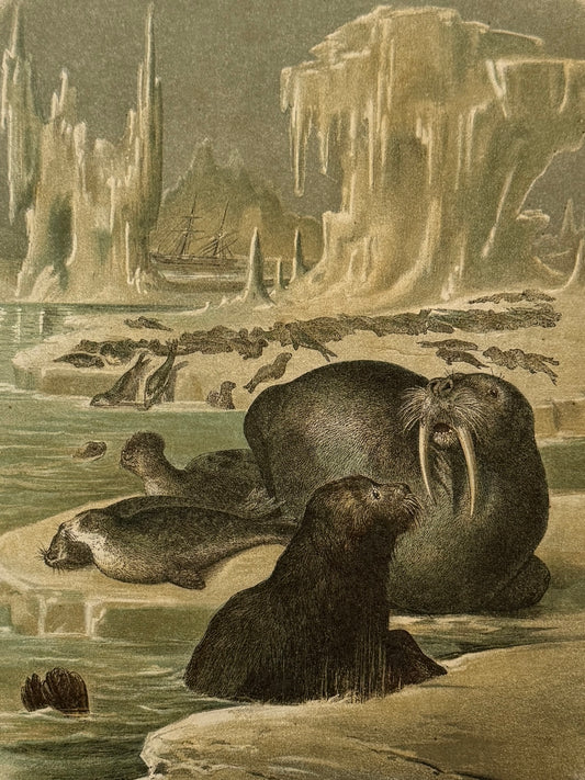 Cromolitografía zoología, focas - Historia Natural, Montaner y Simón 1876
