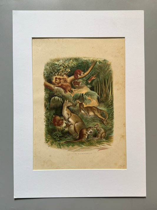 Cromolitografía zoología, marsupiales- Historia Natural, Montaner y Simón 1876