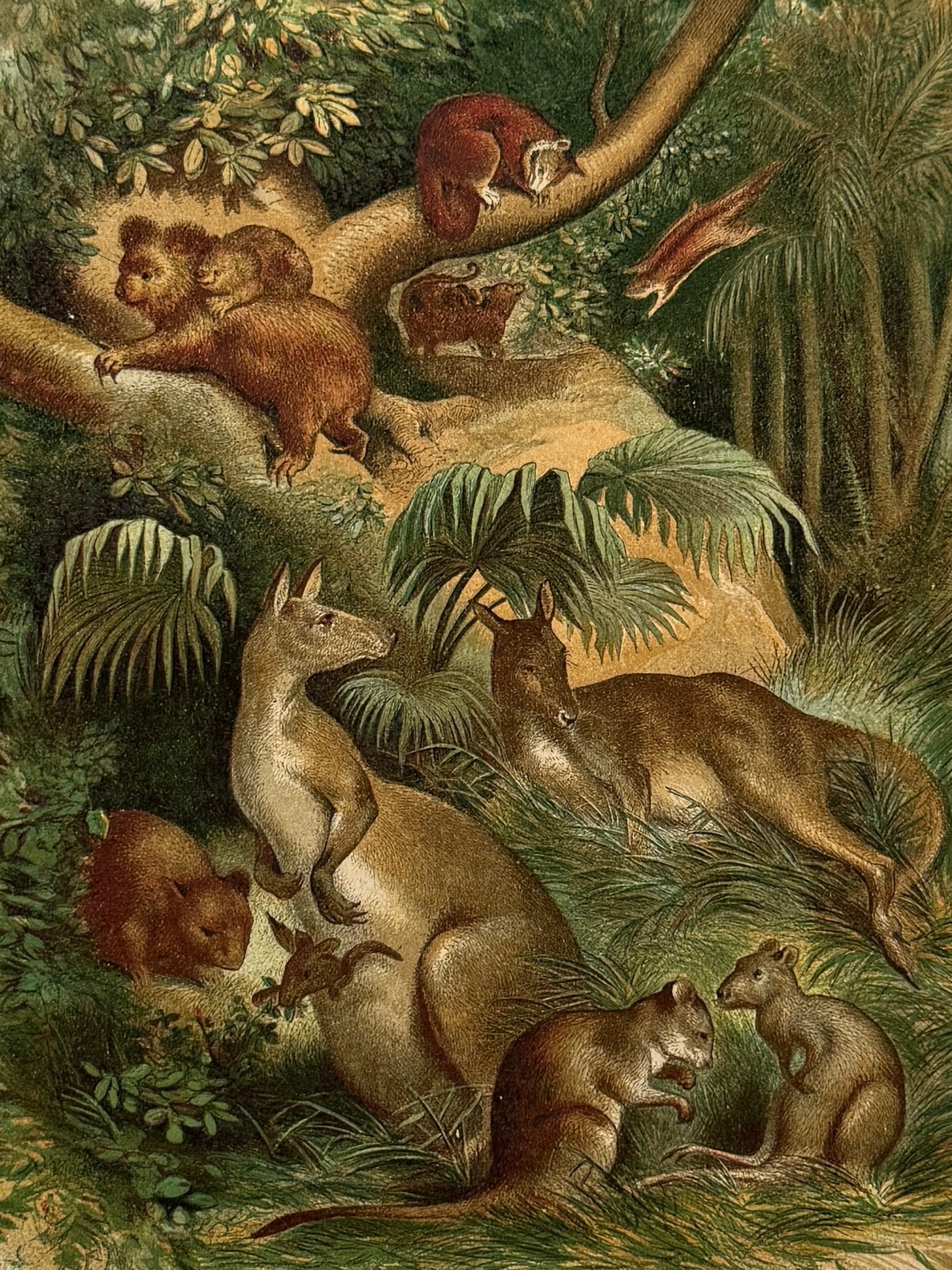 Cromolitografía zoología, marsupiales- Historia Natural, Montaner y Simón 1876