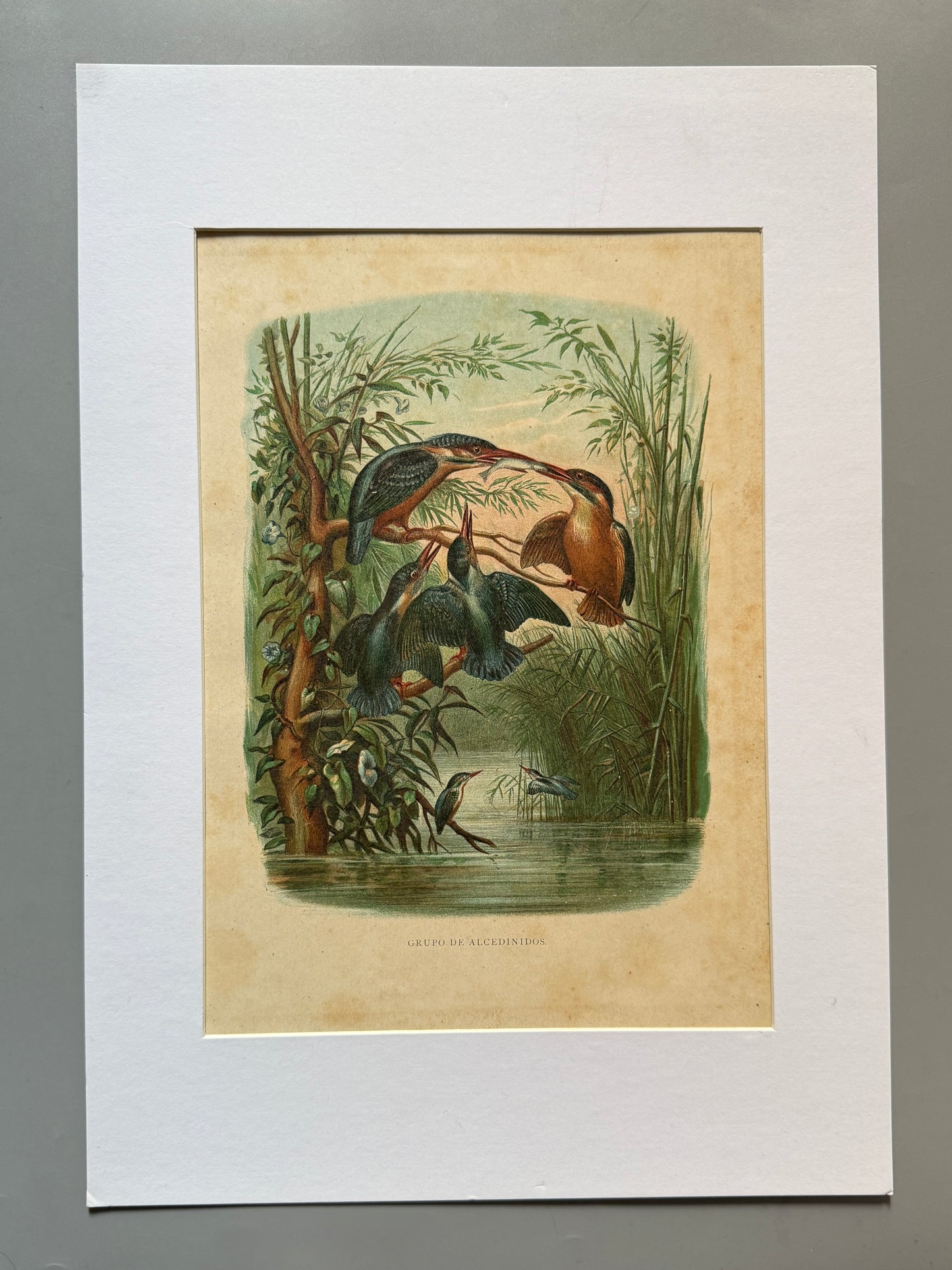 Cromolitografía zoología, martines pescadores - Historia Natural, Montaner y Simón 1876