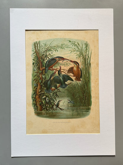 Cromolitografía zoología, martines pescadores - Historia Natural, Montaner y Simón 1876