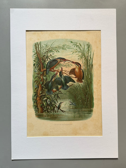 Cromolitografía zoología, martines pescadores - Historia Natural, Montaner y Simón 1876